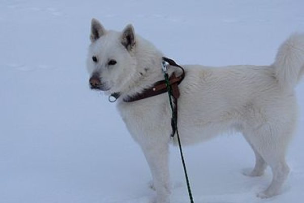 375px-Arctic_Dog
