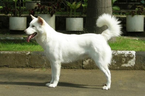 Anjing Kintamali Bali